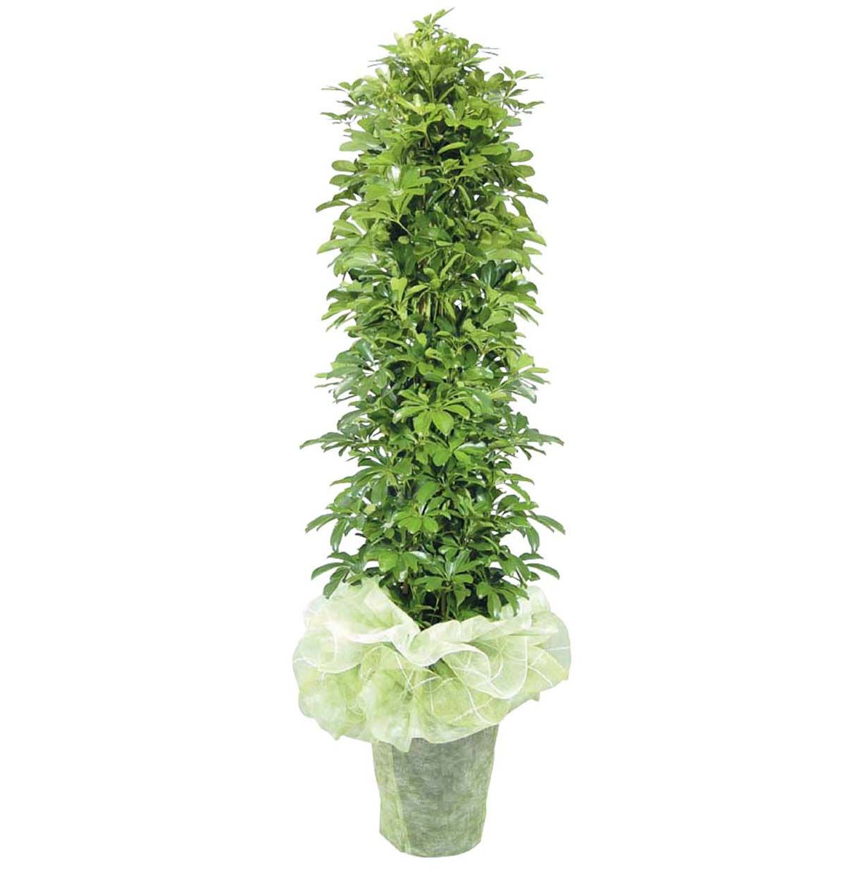 홍콩야자