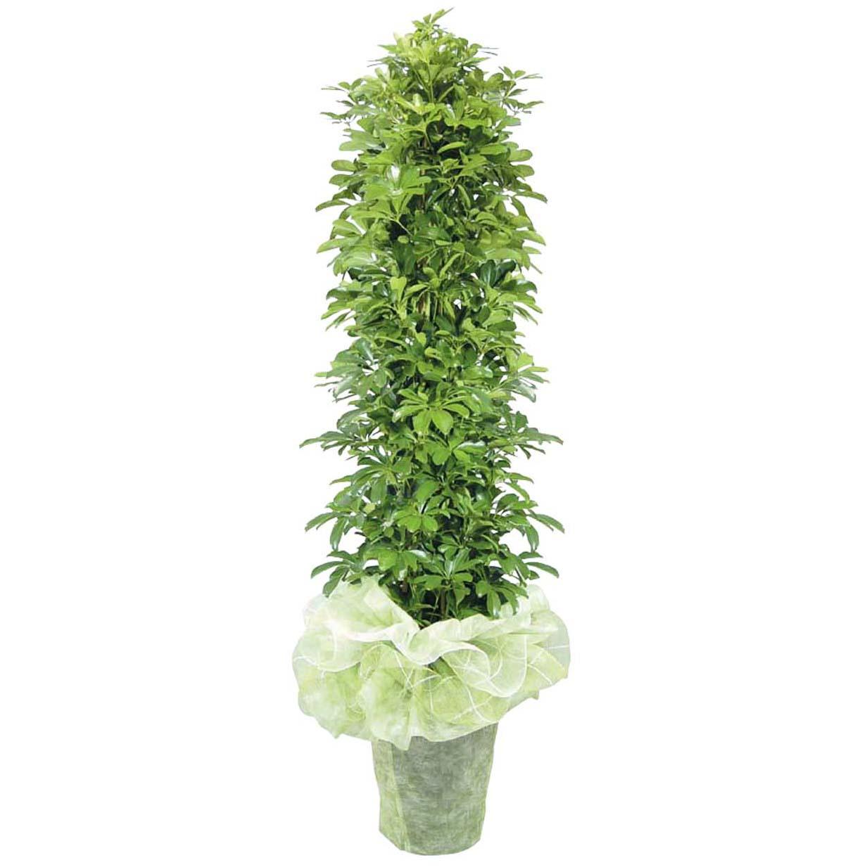 홍콩야자